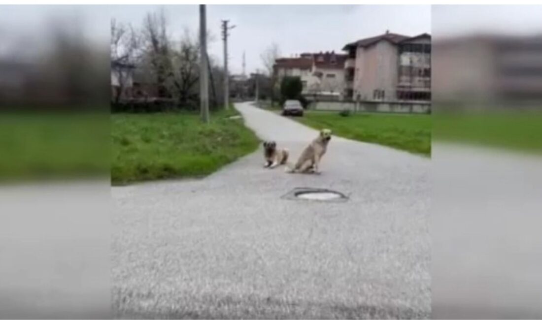 Hendek’te Sokak Köpekleri Korkusu İşsizliğe Yol Açtı Sakarya’nın Hendek ilçesinde yaşayan Emine Topal, sokak köpeklerinin saldırıları nedeniyle