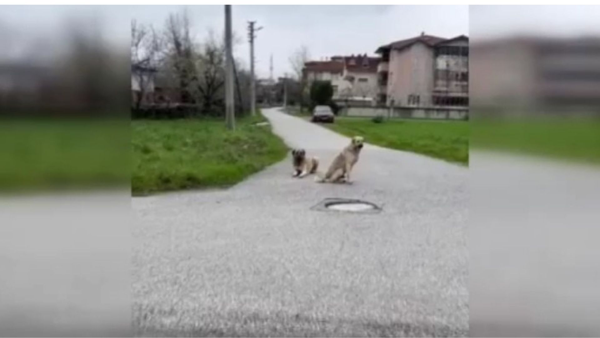Sakarya’nın Hendek ilçesinde yaşayan Emine Topal, sokak köpeklerinin saldırıları nedeniyle