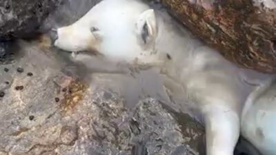 Sakarya’nın Karasu ilçesinde, Sakarya Nehri’nin Karadeniz’e döküldüğü noktada kayalıklara sıkışmış